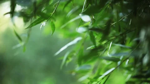 Leaves at wind Stock Footage 8549923