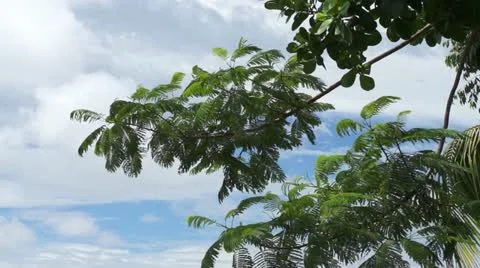 Leaves in wind Stock Footage 11869165