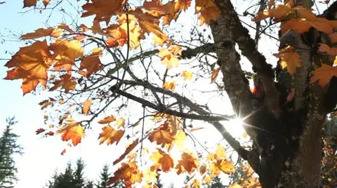 Leaves in the Wind Stock Footage 20483043