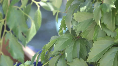 Leaves in wind Stock Footage 25601401