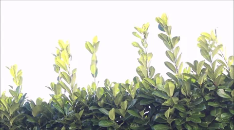 Leaves in The Wind Stock-Footage 34603918