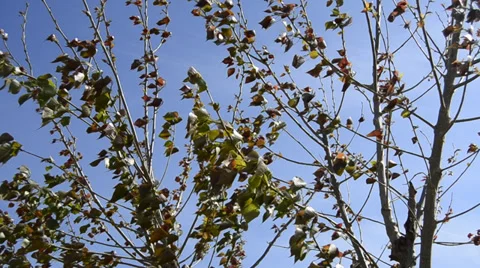 Leaves in the wind Stock Footage 37105818