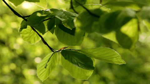 Leaves in the wind Stock Footage 38088376