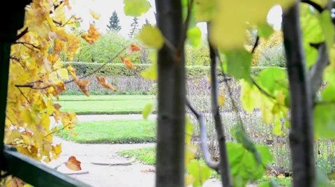 Leaves in the wind Stock Footage 38480810
