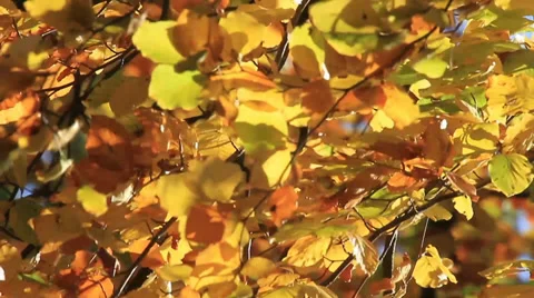 Leaves in the wind Stock Footage 39467258