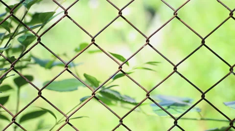 Leaves on the wind Stock Footage 39716731