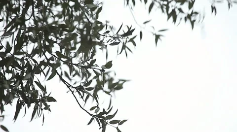 Leaves in the wind Stock Footage 40633620
