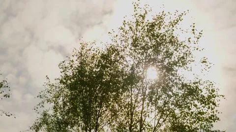 Leaves in the wind Stock Footage 42979061