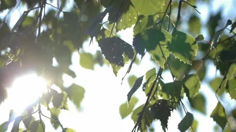 Leaves in wind Stock Footage 52486851