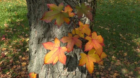 Leaves in the wind Stock Footage 71729208