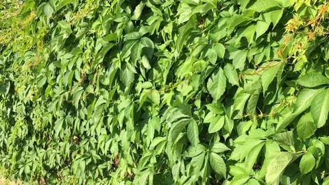Leaves in the wind Stock Footage 77928766
