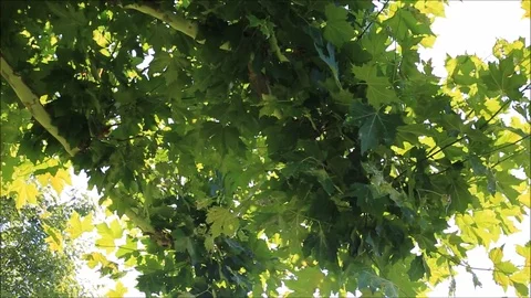 Leaves in the wind Stock-Footage 78633483