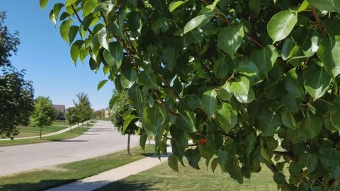 Leaves in wind Video stock 81966284