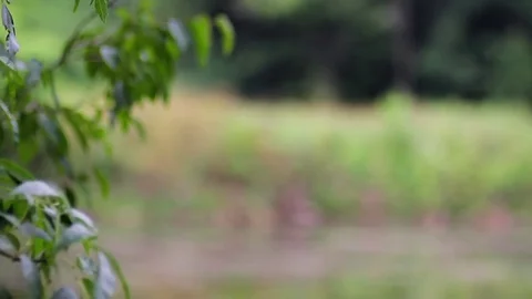 Leaves in wind 스톡 동영상 82953913