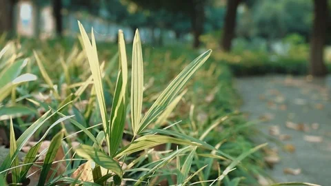 Leaves in the wind Stock Footage 82972647