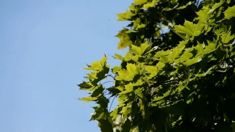 Leaves in the wind Stock Footage 91331551