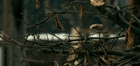 Leaves in the Wind Stock Footage 91740068