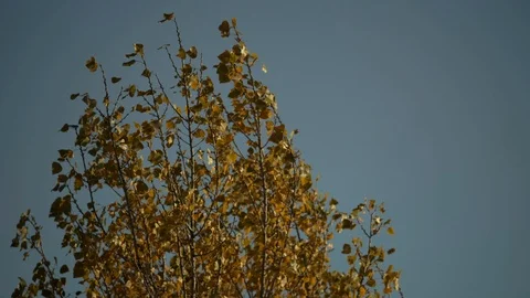 Leaves in the wind Vidéo 122595623
