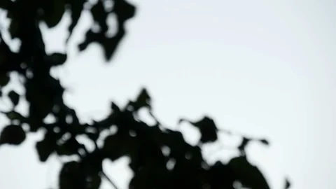 Leaves in the wind Stock-Footage 124314757