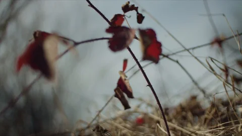 Leaves in the wind Stock Footage 124893038