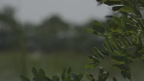 Leaves In The Wind Video stock 138281619