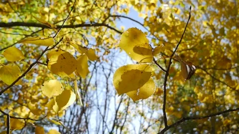 Leaves in the Wind Stock Footage 141287991