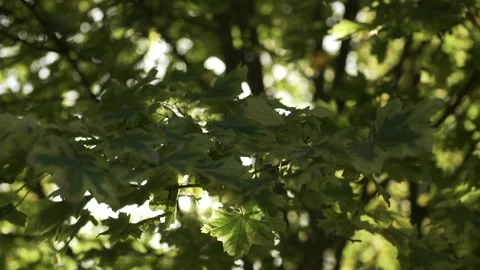 Leaves in the wind Stock Footage 147586728