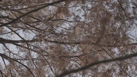 Leaves in the wind Stock Footage 170112251