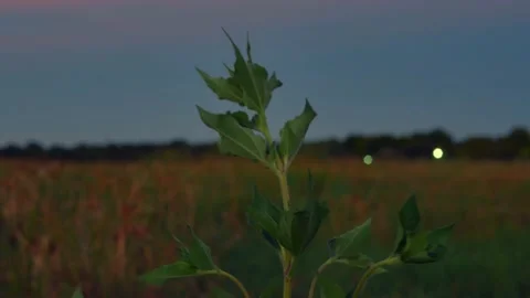 Leaves In Wind Stock Footage 204118394
