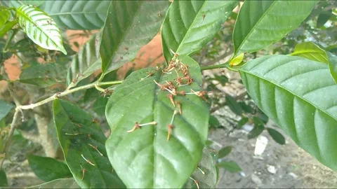 Leaves in the wind Stock Footage 212492355