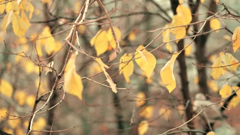 Leaves in the wind. Stock Footage 233462994