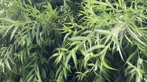 Leaves in the wind Vídeos de archivo 260271658