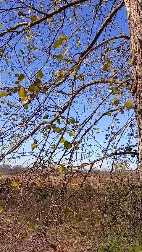 Leaves in the wind Stock Footage 262787441