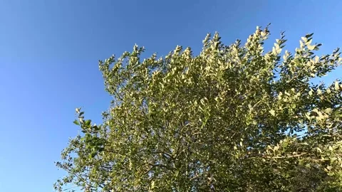 Leaves in the Wind Stock Footage 284207254