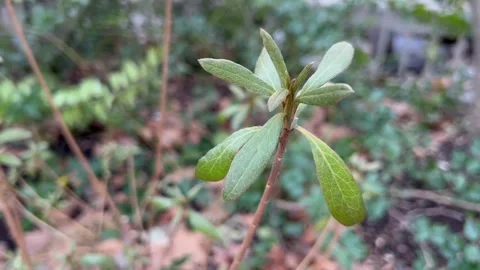 Leaves in the wind Vídeos de archivo 301160447