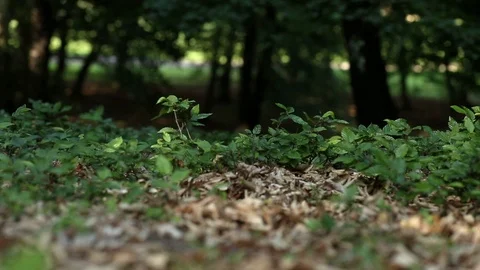 Leaves in the wind , forest background Stock Footage 89806384