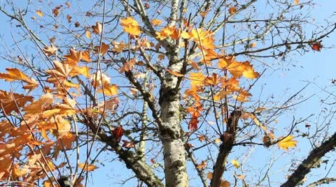 Leaves in the Wind (Part 2) Video stock 20483029