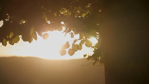Leaves in the wind in the rays of sunset Stock Footage 97930532