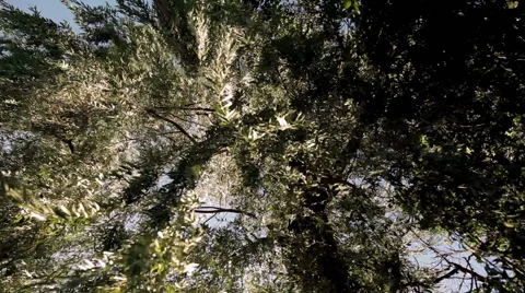Leaves in the wind shot from below Stock Footage 46838605