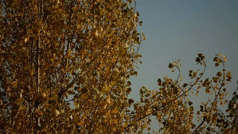 Leaves in the wind, slow motion Vidéo 122595744