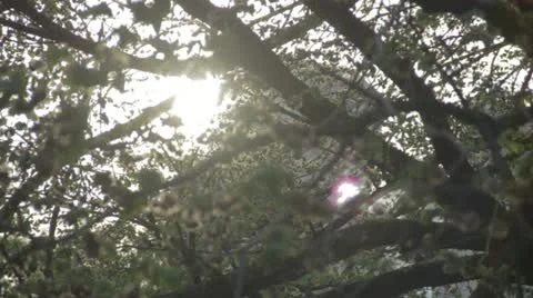 Leaves In The Wind - Sunlight 스톡 동영상 10916693