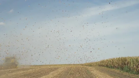 Leaves in wind vortex flying in slow motion Stock Footage 161127617