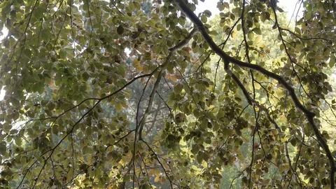 Leaves in wind with water reflection Stock Footage 121576611