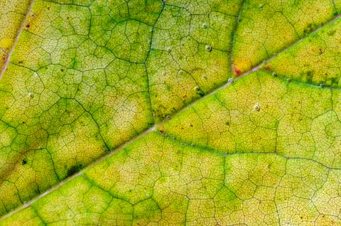 Leaves of wine grape Stock Photos