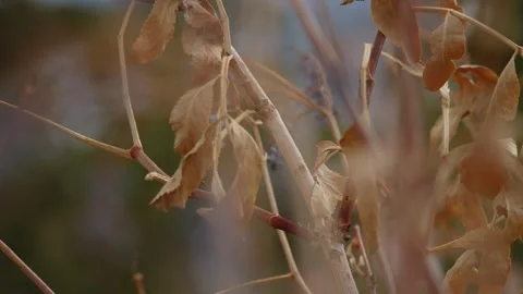 The leaves of winter Stock Footage 268053115