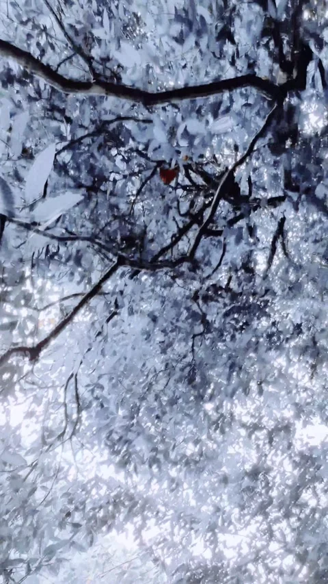 Leaves in winter. Low angle view. Stock Footage 291957515