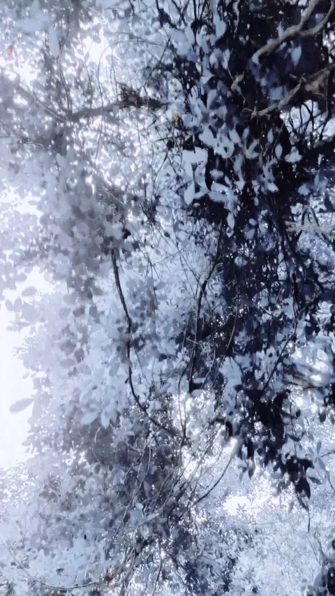 Leaves in winter. Low angle view. Video stock 291957535