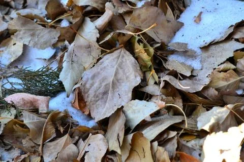 Leaves in Winter Stock Photos