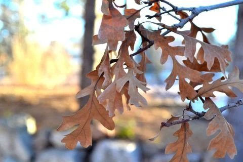 Leaves in Winter Stock Photos
