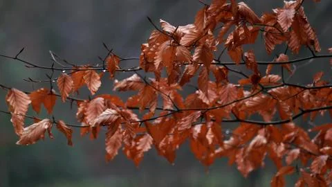 Leaves in winter. Fotos Stock